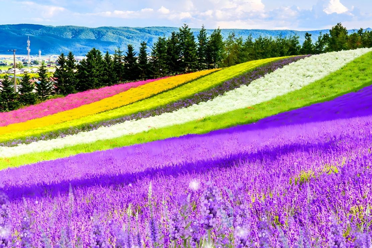 Patchwork Road Hidden-Gem Flower Tour