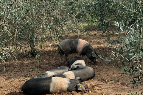 Dégustation de charcuterie et d&#039;huile d&#039;olive et visite près de Pise et Livourneanglais