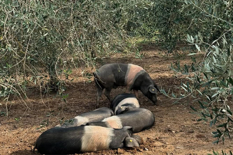 Dégustation de charcuterie et d&#039;huile d&#039;olive et visite près de Pise et Livourneanglais