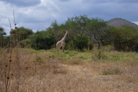 Arusha: Paseo con jirafas