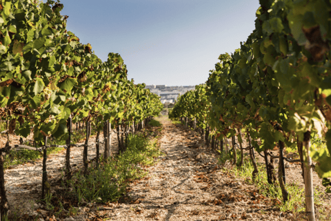 戈佐美食体验：独家当地美食之旅戈佐美食体验：独家当地美食品尝之旅
