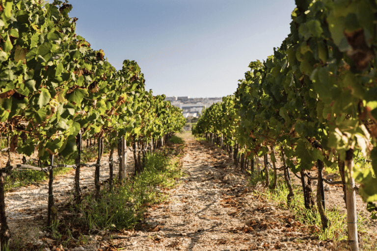 戈佐美食体验：独家当地美食之旅戈佐美食体验：独家当地美食品尝之旅