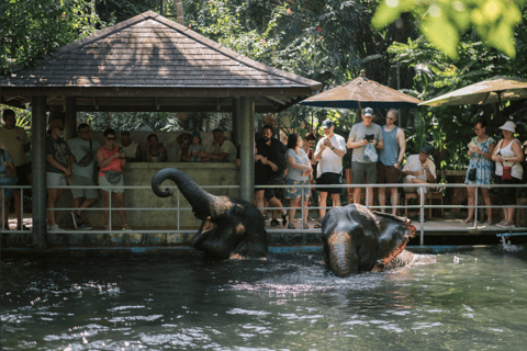 Khao Lak: Halve dag olifantensafari met maaltijd en vervoer van het hotel
