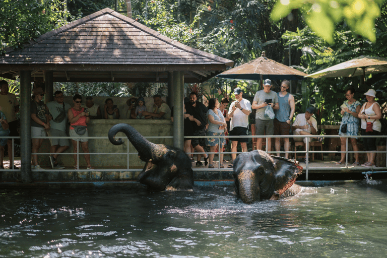 Khao Lak: Halve dag olifantensafari met maaltijd en vervoer van het hotel