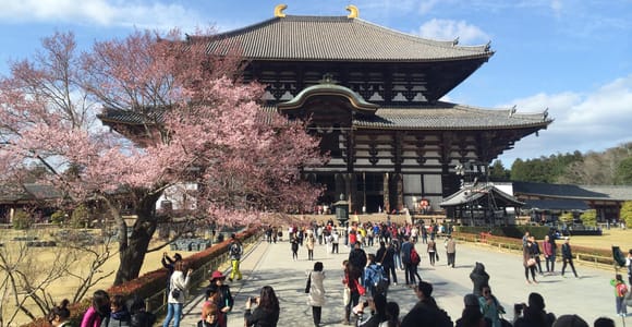 Kansai: 6-Day Cherry Blossom Tour with Guide