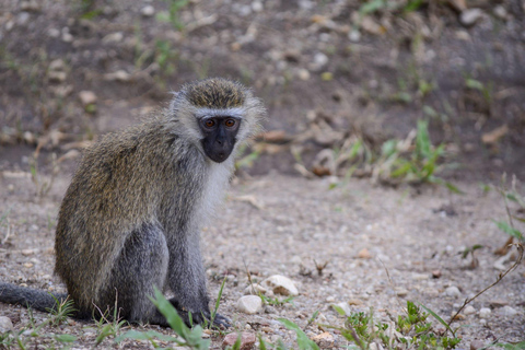 Tour di 7 giorni in Ruanda e Uganda: trekking dei primati e fauna selvatica