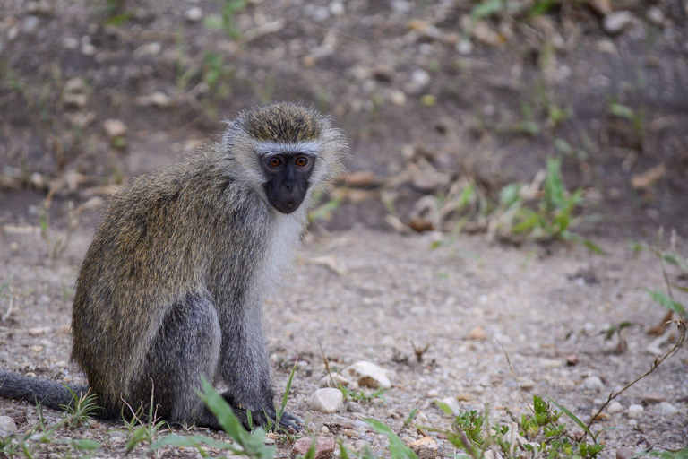 Recorrido de 7 días por Ruanda y Uganda: Senderismo y Vida Salvaje con Primates