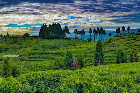 From Kathmandu: Ilam Tea Garden & Herb Discovery Tour