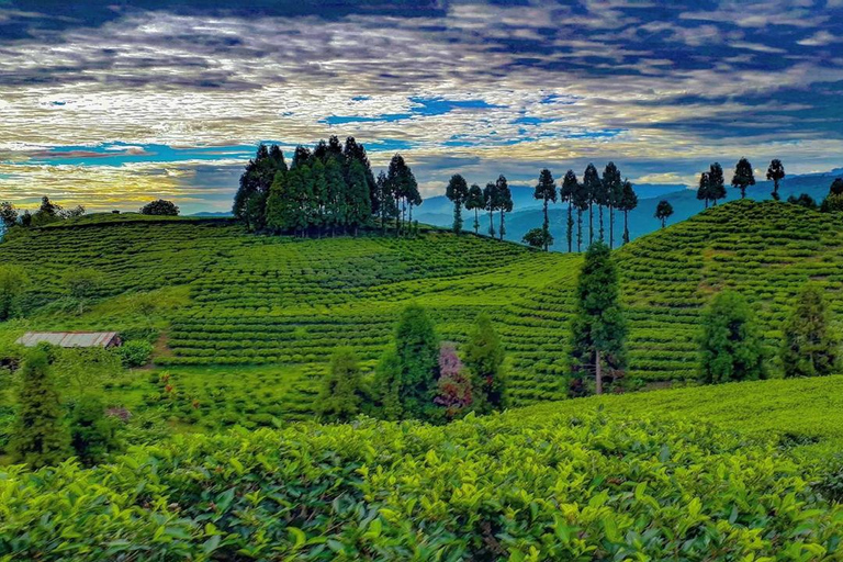 From Kathmandu: Ilam Tea Garden & Herb Discovery Tour