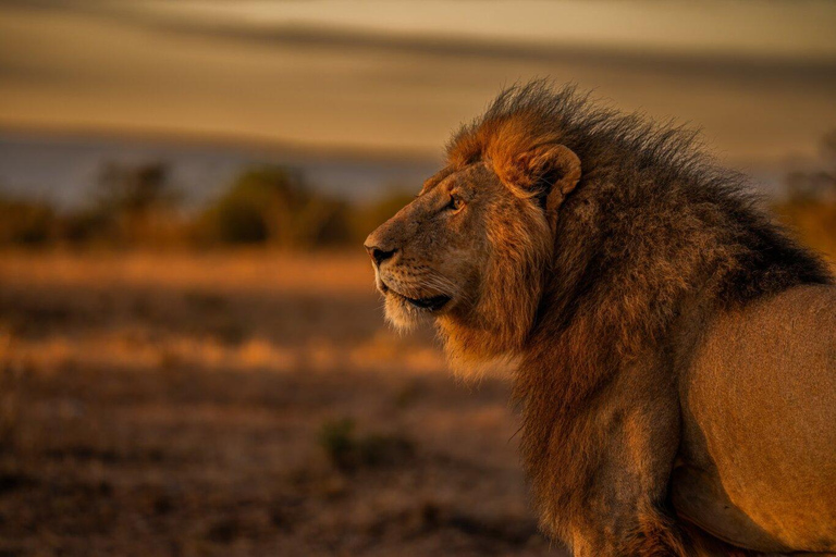 Från Arusha: 3-dagars safari till Tarangire, Serengeti och ...