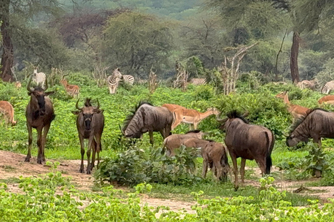 Chobe Overnight Trip (nocna przejażdżka, spacer po wiosce, kemping)