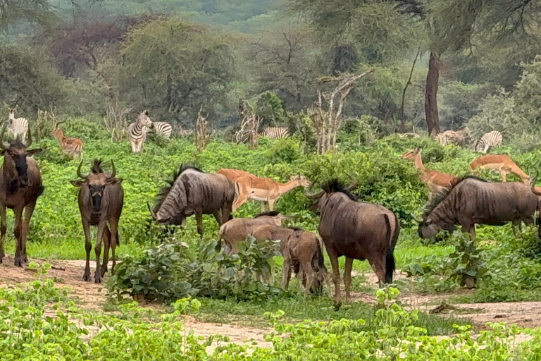 Chobe Overnight Trip (nocna przejażdżka, spacer po wiosce, kemping)
