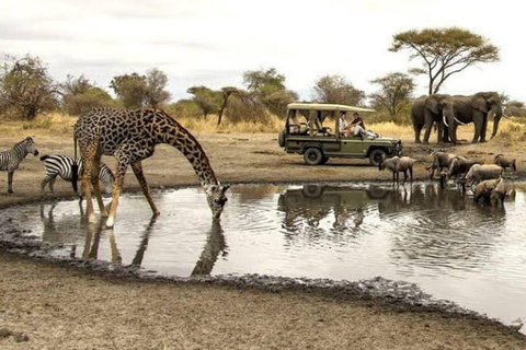 Safari Serenity: Utforska Tarangire nationalpark på en dag