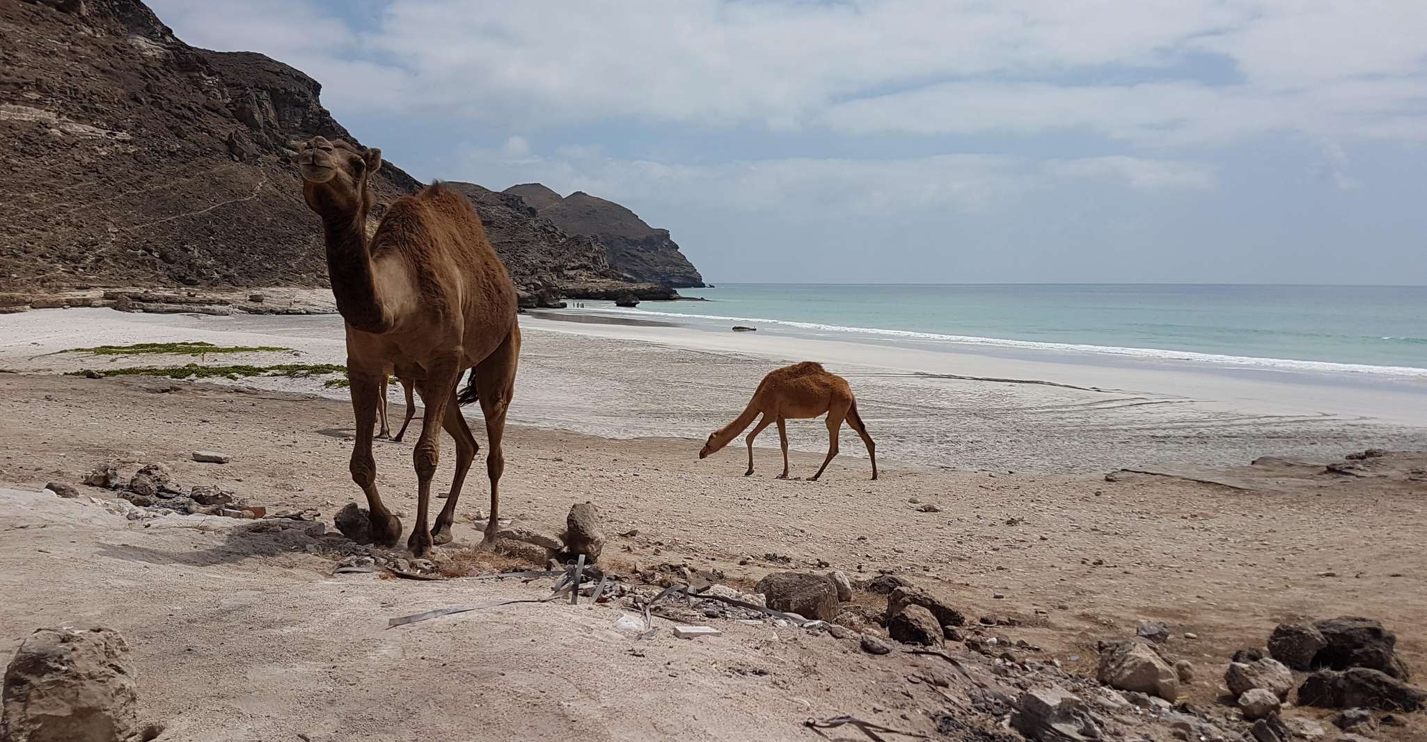 West Salalah, Fazayah Beach, Camels, Job Tomb, Blowhole - Housity