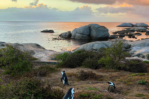 Luxury Cape of Good Hope & Penguin Tour