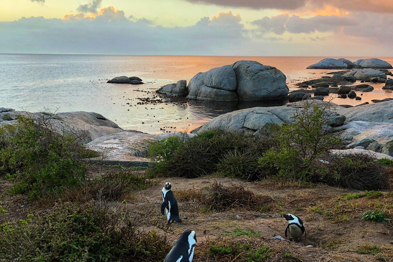 Luxury Cape of Good Hope & Penguin Tour