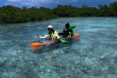 Providenciales Mangrove Kayak Tour With Turtle Sightings