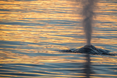 San Pedro: West Harbor LA Dolphin & Whale Watching Cruise
