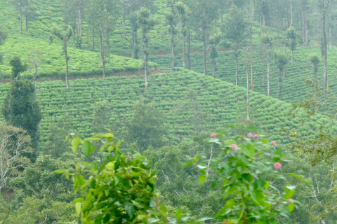 Bangalore to Mysore Day Tour With Guide and stay option Bangalore to Mysore Day Tour With Guide and stay option