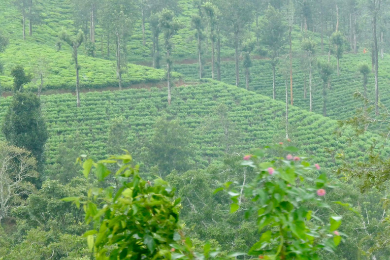 Bangalore to Mysore Day Tour With Guide and stay option Bangalore to Mysore Day Tour With Guide and stay option