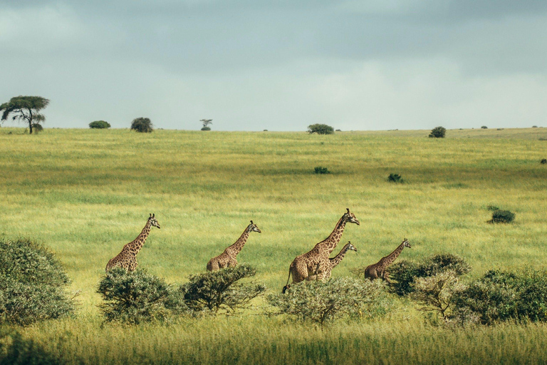 Nairobi;Nairobi National Park, Baby Elephant& Giraffe Center Nairobi National Park,Baby Elephant& Giraffe Center