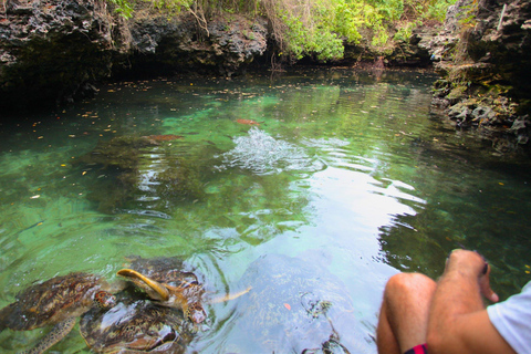 Swimming and feeding sea turtles at salam aquarim