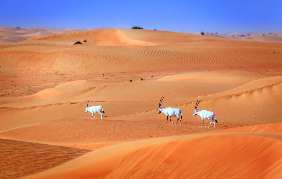 Dubai Morning Desert Safari with Camel Ride and Sandboarding | GetYourGuide