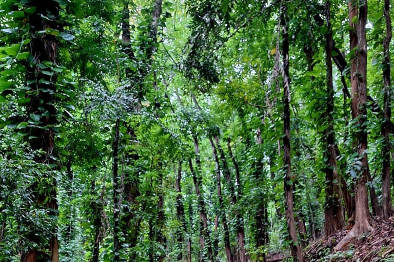 Galle Mirissa Tangalle Hiriketiya To Ella Adventure Transfer