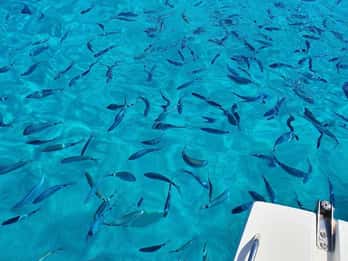 Besök Dugi Otok, Golubinka-grottan, NP Kornati eller ön Iž