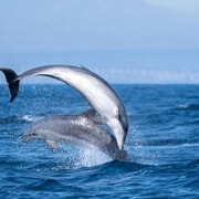 Guardamar del Segura: Respectful Dolphin Watching by Speedboat