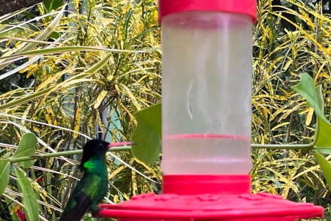 Rick’s Cafe and Barney's Hummingbird Garden Tour From Negril