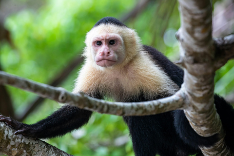 Costa Rica: Aventura de 5 dias na Costa das Caraíbas com refeições