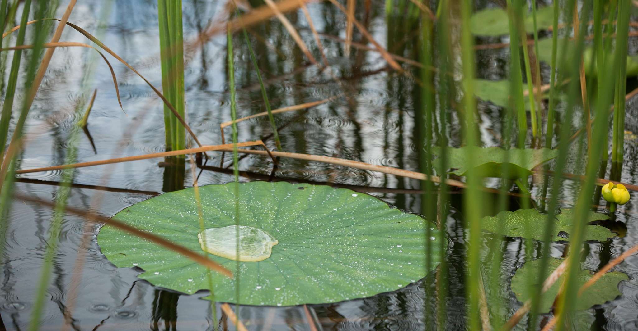 Miami: Everglades Airboat, Wildlife Exhibit & Roundtrip Bus photo 18