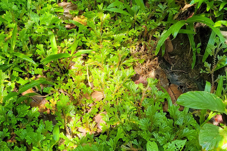 CAMINHO DO OURO - Geführte Tour durch den Atlantischen Wald, Wasserfälle und Geschichten.