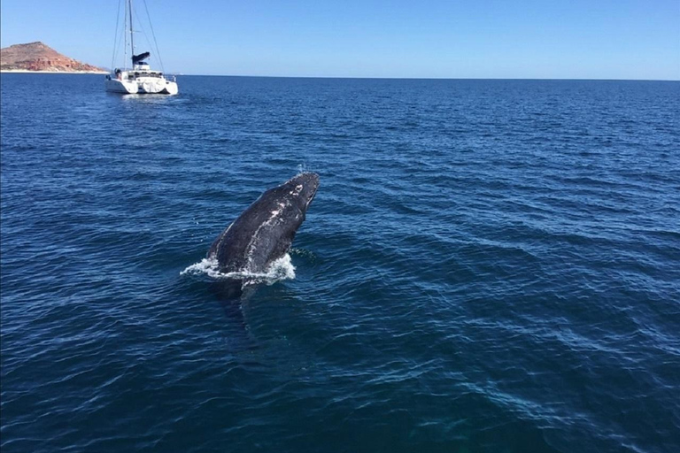 San José del Cabo: Whale Watching Experience Shared Tour