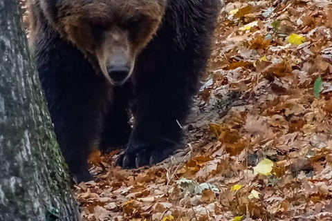 Brașov: Dracula's Castle, Bear Sanctuary, & Cave Tour