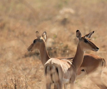 Dar es Salaam: tour di 3 giorni, Mikumi NP, Maasai e cascate Chizua