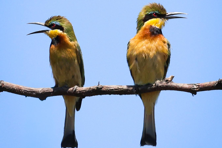 Chobe River Private 3 Hour Boat Safari