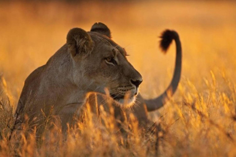 Arusha National Park: Day Trip with Walking Safari & Canoe Shared Day Trip Transfer & Game Drive (Fees Excluded)