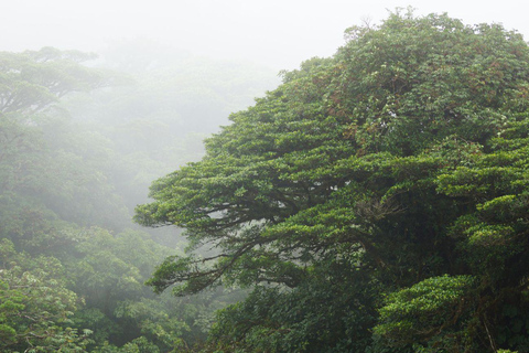 Monteverde Cloud Forest and Butterflies Garden Tour