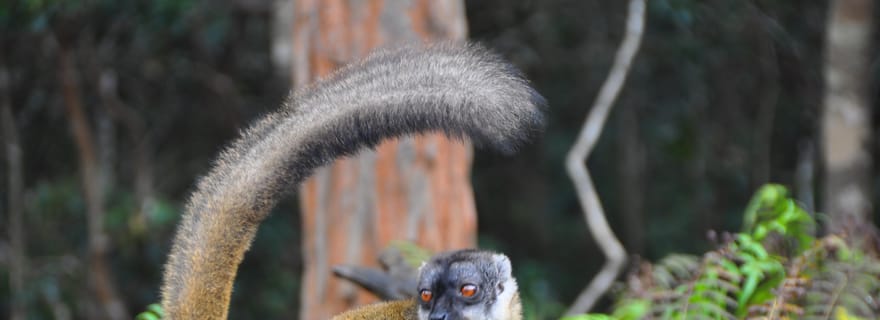 Antananarivo : Excursion d'une journée au lac Mantasoa