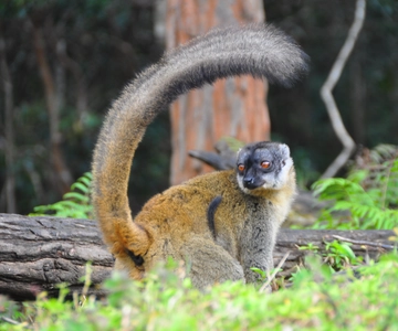 Antananarivo : Tagestour zum Mantasoa See