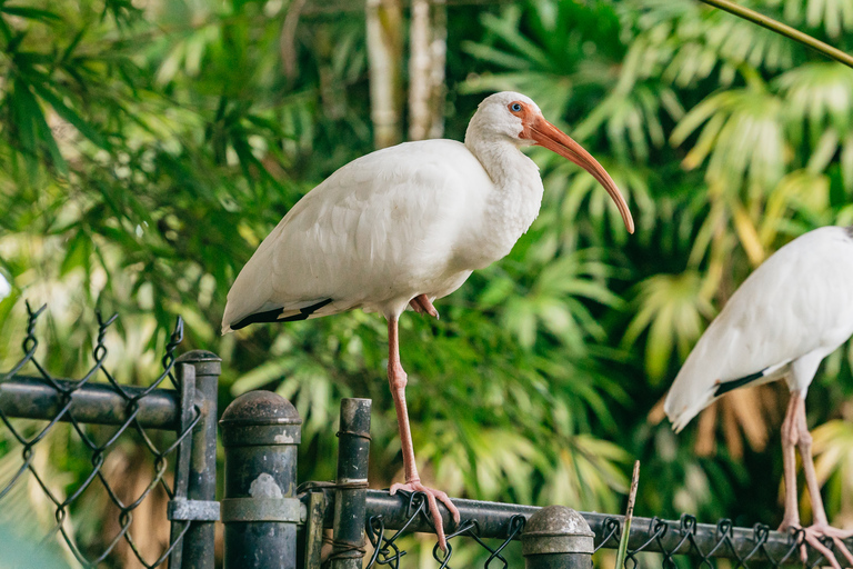 Fort Lauderdale: Flamingo Gardens Entry Ticket