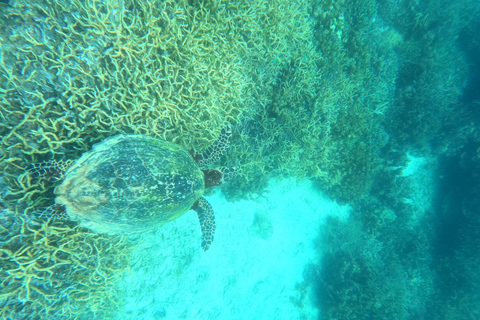 Coron: Dugong Watching with Sea Turtle and Coral Garden tour