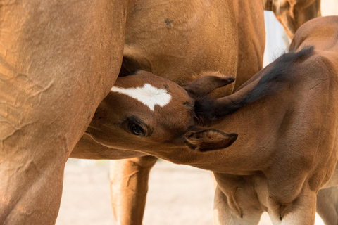 Thessaloniki: Horse Riding Escape with Farm