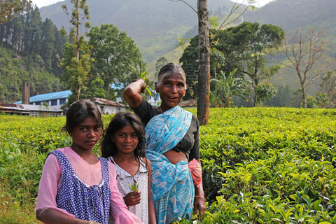 Sri Lanka Tea Estate & Galle Iconic Coastal Train Experience