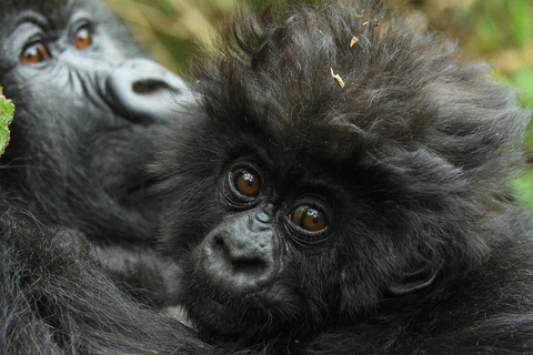 5 Days for Gorillas, Chimps, Monkeys and the big 5 in Rwanda