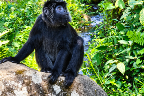 Lombok: Black Langur, Rice Fields & Sarang Walet Falls Sukarara, Black Langur, Rice Fields & Sarang Walet Falls