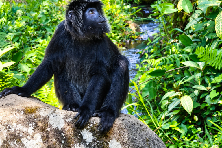 Lombok: Black Langur, Rice Fields & Sarang Walet Falls Sukarara, Black Langur, Rice Fields & Sarang Walet Falls