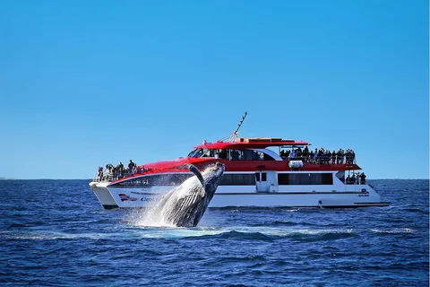 Sydney: Valskådningskryssning